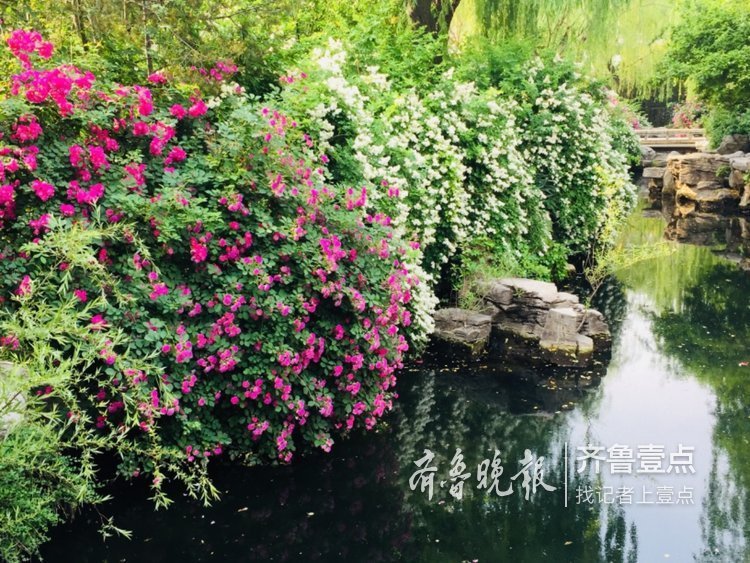 蔷薇正值盛花期，济南公园开花成海了！