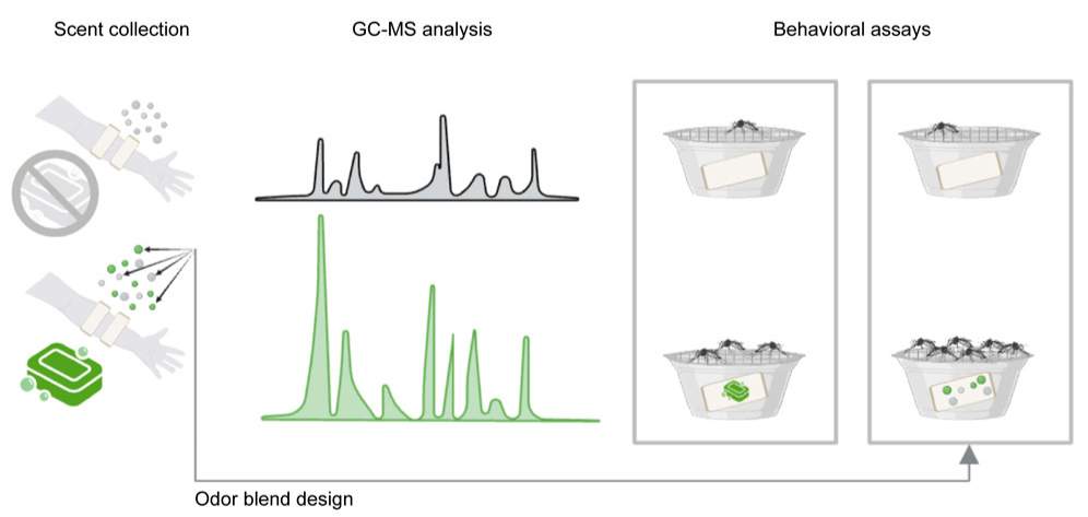 O型血招蚊子？用这种方法改变你的招蚊体质