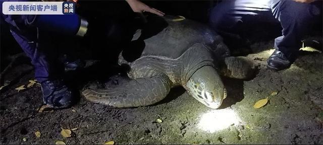 三亚红树林发现200斤患病巨龟 是国家一级保护动物