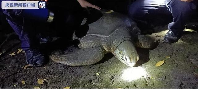 三亞紅樹林發現200斤患病巨龜 是國家一級保護動物