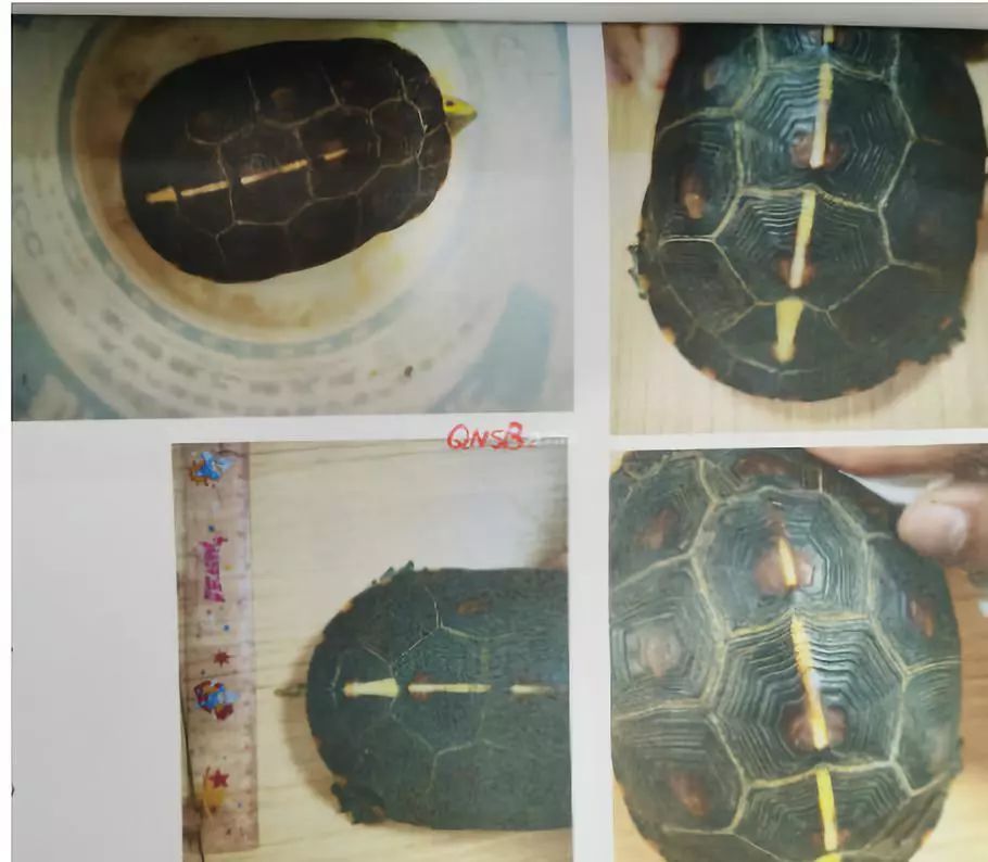 保姆被解雇后偷走宠物龟，没想到价值近3万元……