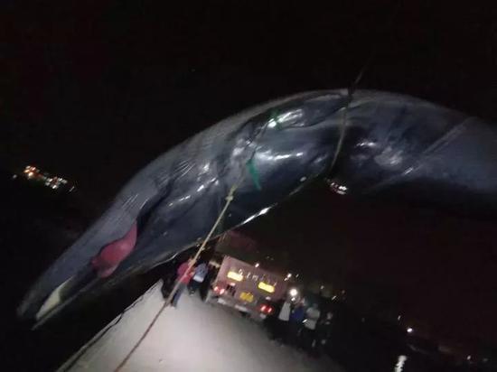 渔民捕获13米长7吨神秘大鱼 捞起一看“鲸”呆了