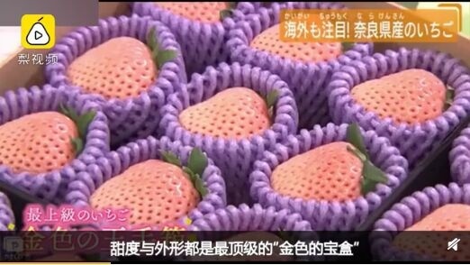 日本一颗草莓900元！香港买家拍走30颗，称“拿回去观赏”