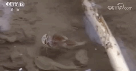 这种奇怪的生物叫佳朋鲎(hòu)虫，还有个名字“三眼恐龙虾”