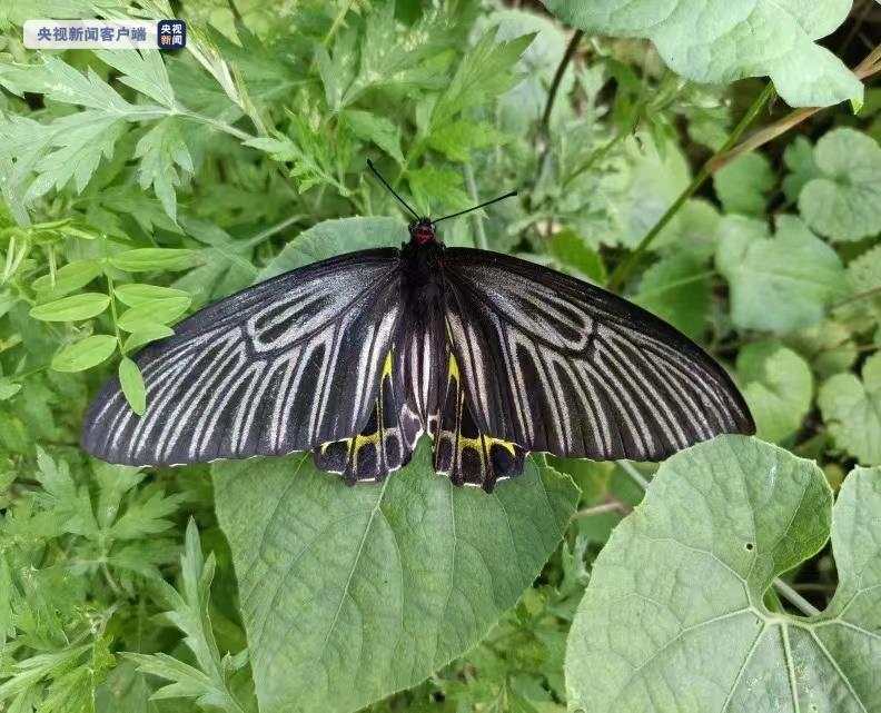 “最美蝴蝶”现身！湖北神农架林区发现金裳凤蝶
