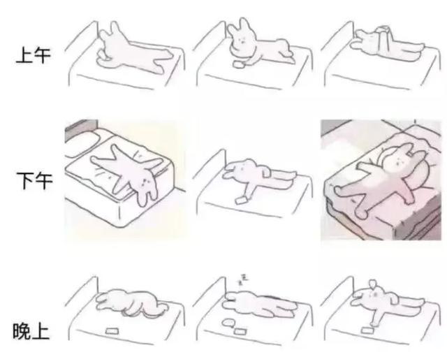 春节不能出门把全国网友憋成啥样？给猫讲函数，为橘子接生