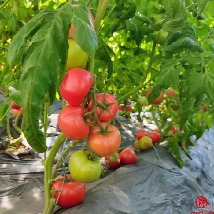 实地探沃小番：泉水人家小番茄有大版图 目标北方种业“芯片”