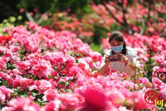 “花中皇后”翩翩来 济南植物园月季花开正盛