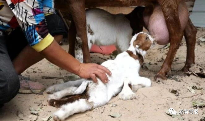 【神奇宠物】济南一农户家的母羊生下一只小羊 7条腿8个蹄太罕见