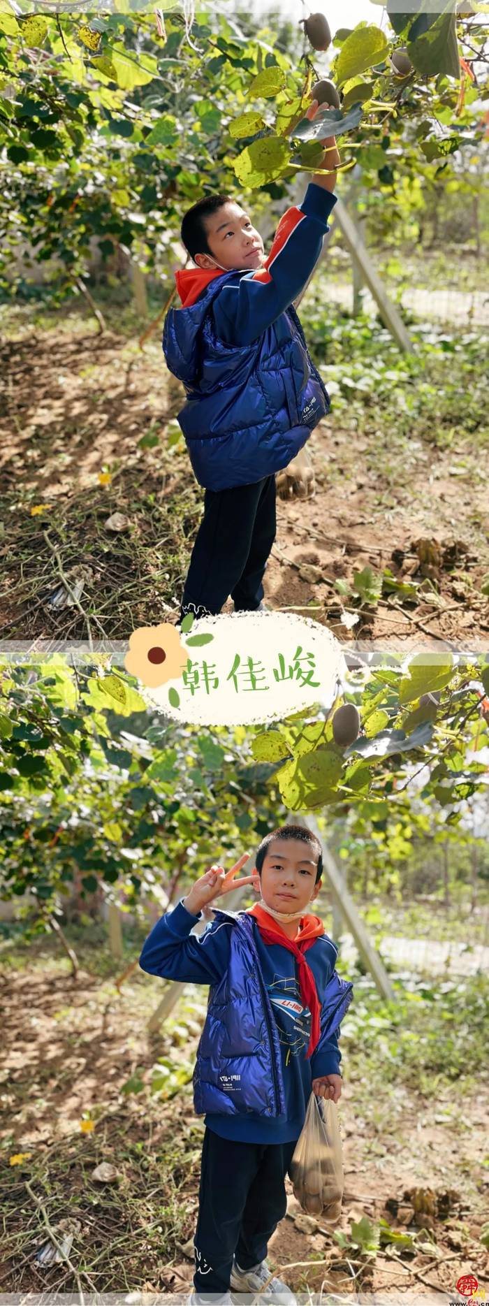 山师附小2018级6班猕猴桃采摘研学活动纪实（稿件有视频，麻烦编辑同事将视频置于链接处）