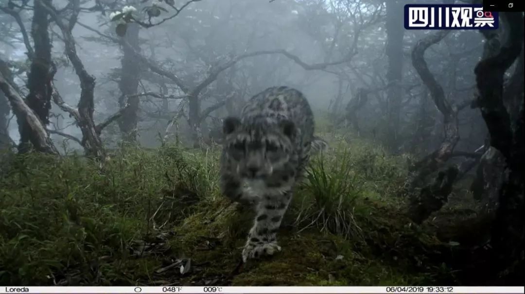 雪豹遇上大熊猫？网友：这是“华山论可爱”