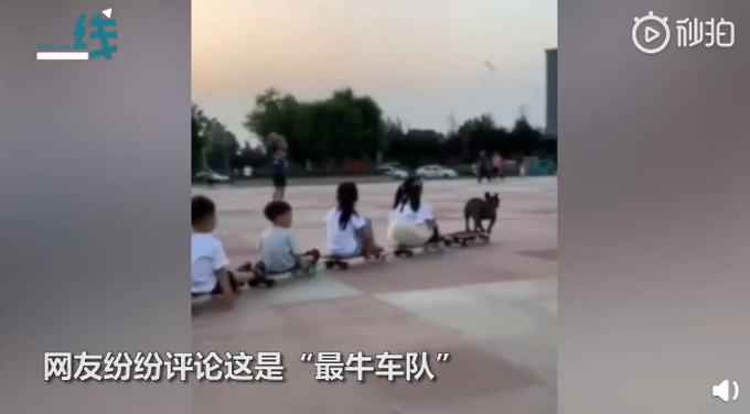 人不如狗！斗牛犬一个月学会滑板还能拐弯 网友：最牛车队