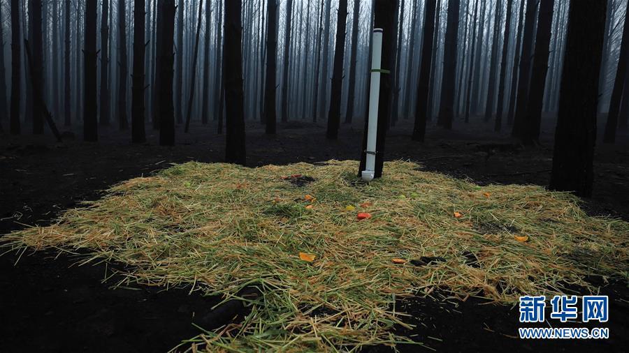 澳大利亚：探访林火过后的村庄