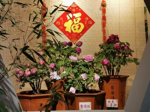 新年至 牡丹开！国花牡丹首次惊艳冬日济南