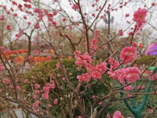 “疫”将去，春可缓缓归矣 快来学习今年踏春攻略