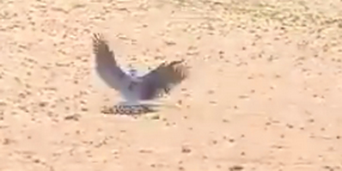 童年阴影了!带孩子放生老鼠被老鹰吃了 6岁儿子心态被亲爸搞崩了