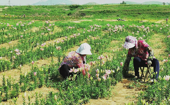 这就是山东｜这才是“向往的生活”！山东绘制生态宜居美丽乡村新画卷