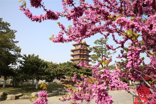 春风十里，蓬莱走起！八仙过海度假区“踏青”季等你来加入