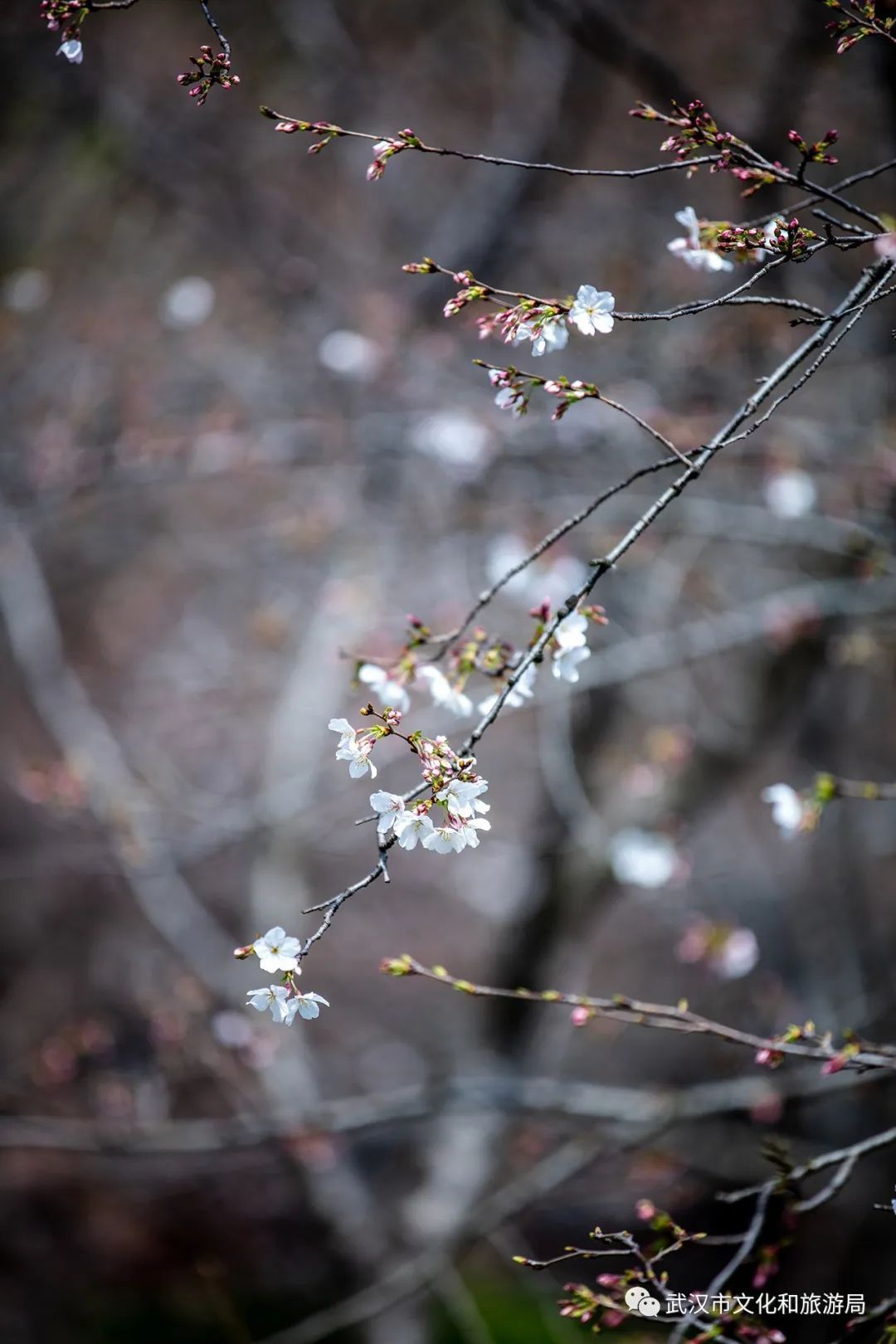 武大内、东湖畔！樱花开了！