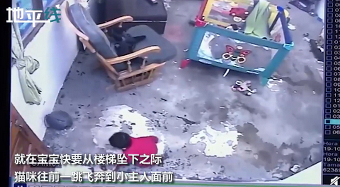 喵星人飞扑救下小主人！网友以为宝宝被咬，结果下一秒感动不已