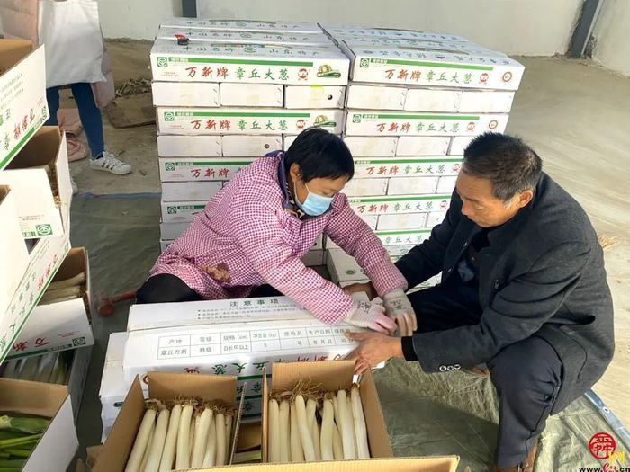 担子挑了19载 实力认证“名招牌” 章丘大葱2600余年还是那个味儿…