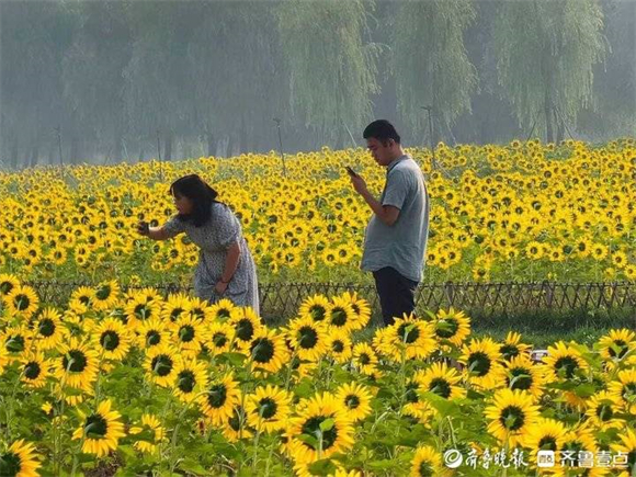 从携河发展到“城河一体”，黄河油葵花海背后的生态密码