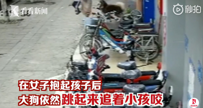 气氛！东莞一3岁男童遭大狗疯狂追咬 狗主人：狗打过疫苗