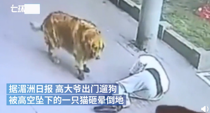 “高空坠猫砸晕老人”后续，猫主人：猫跳楼时我不在，对方要15万太多