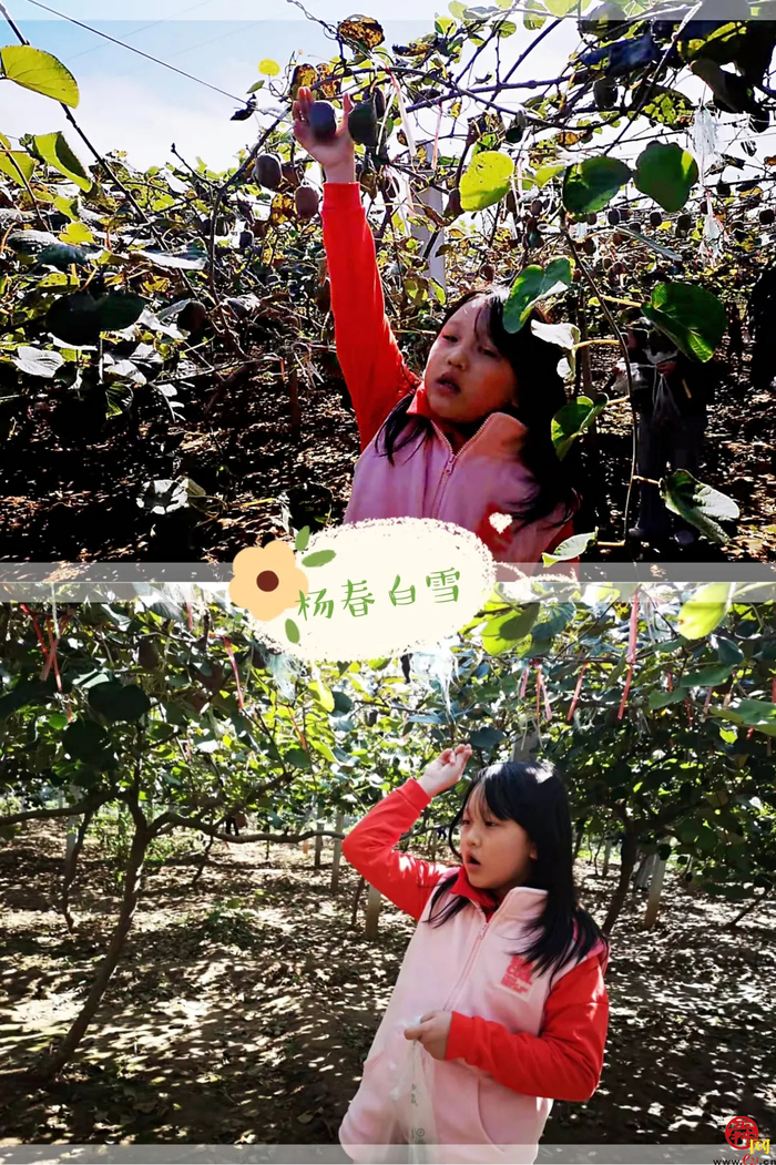 山师附小2018级6班猕猴桃采摘研学活动纪实（稿件有视频，麻烦编辑同事将视频置于链接处）