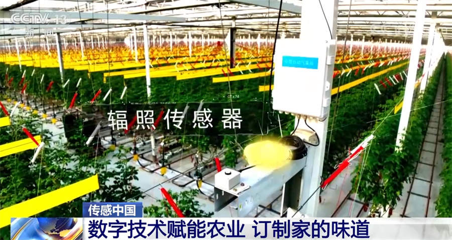 数字技术赋能农业 团圆饭的味道有了科技支撑