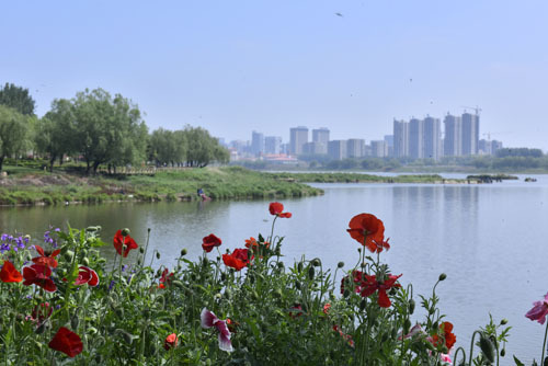 200多种月季花，十几种宿根花 ……寿光花卉新品种丰富城市色彩
