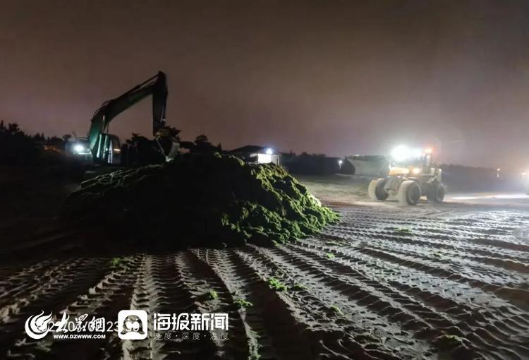 今年浒苔登陆近岸海滩，日照全力打“浒”