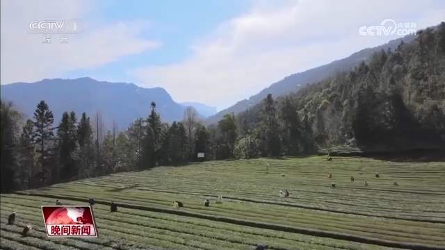 又是一年春茶季 各地茶园抢“鲜”采