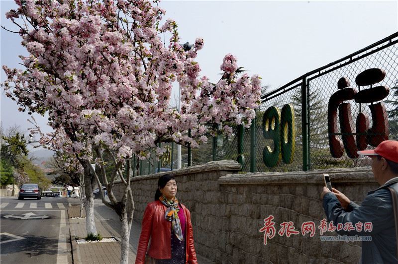 穿越海棠花海 青岛“最美公交”驶进春天！