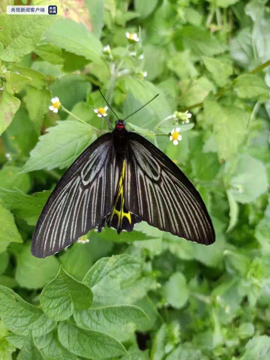 “最美蝴蝶”现身！湖北神农架林区发现金裳凤蝶