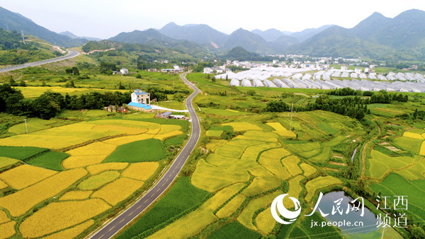 【新春走基层】江西“组组通”开启百姓致富路