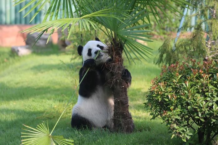 126.82万人畅游公园！济南千佛山、动物园等公园景区“双节”客流创新高