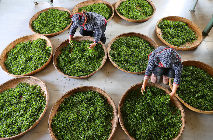 不负好春光 春茶采制正当时