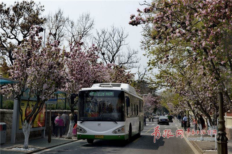 穿越海棠花海 青岛“最美公交”驶进春天！
