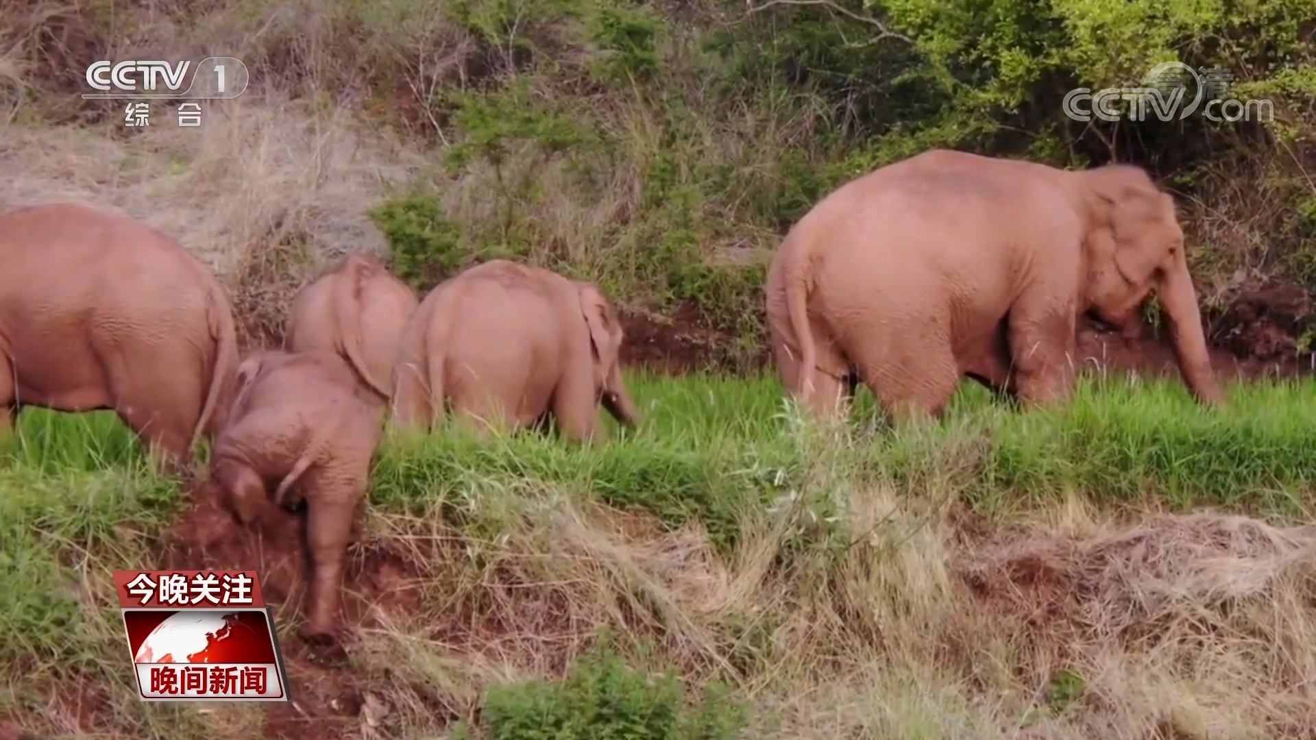第10个世界大象日到了 关注云南北移亚洲象旅行团和护象人