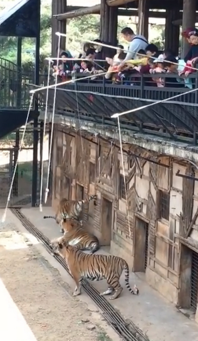 動物園取消釣老虎是怎么回事？“釣”虎離山？早該取締！