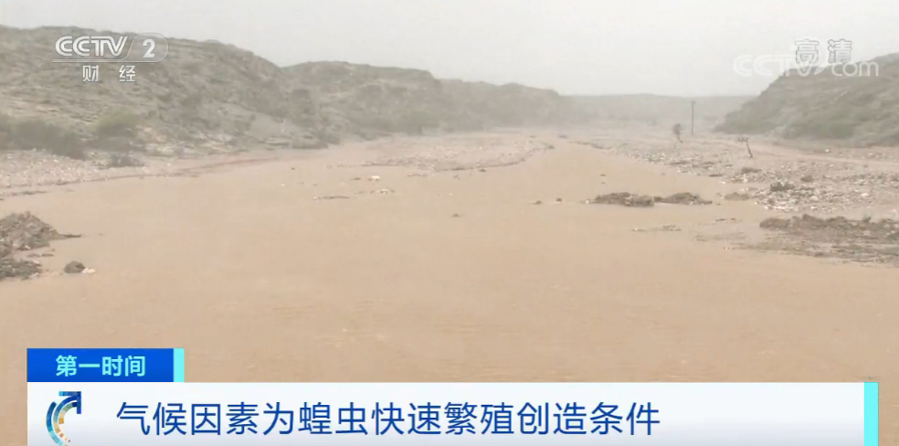 警惕！蝗灾已席卷20多国 蝗虫数量还在增长 数千万人粮食安全受威胁