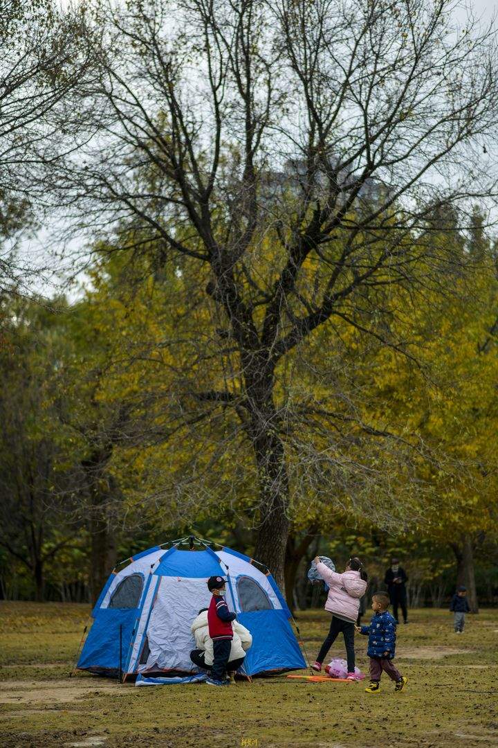 深秋黄叶林中露营野餐 体验“沉浸式”赏秋