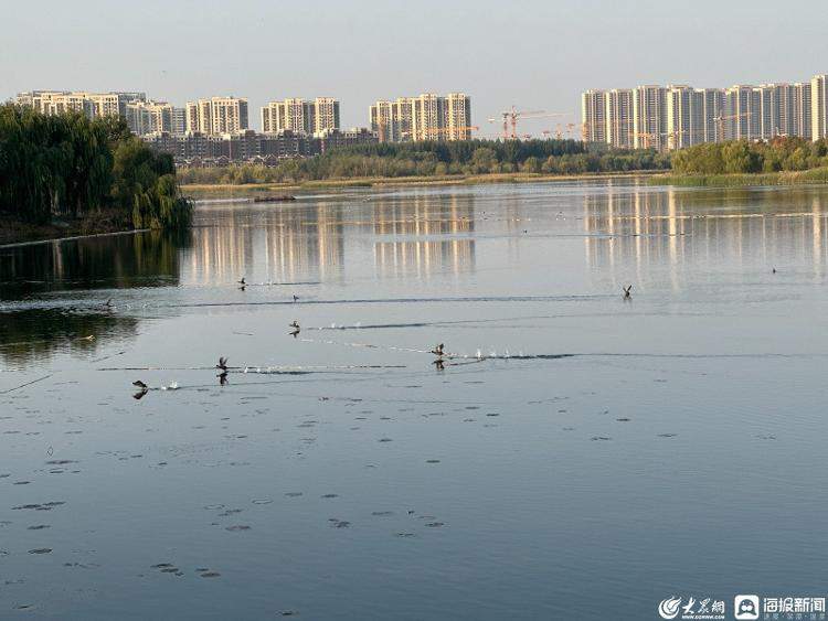 上千只白骨顶鸡来济南华山湖过冬 为啥到山东“安家”的野生保护动物越来越多？