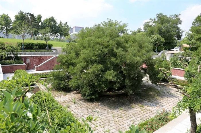 古槐、古皂荚、古榆、古银杏，2023年济南添20处“古树保护园”