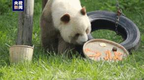 大熊猫也过中秋节 猜猜“七仔”的月饼是什么馅儿?
