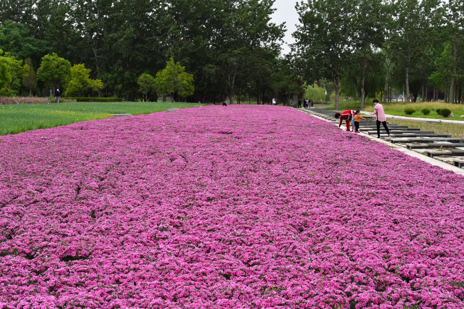 200多种月季花，十几种宿根花 ……寿光花卉新品种丰富城市色彩