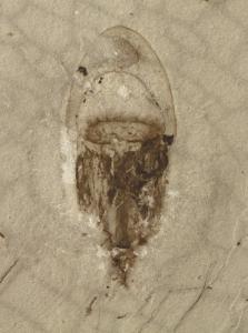 “化石宝库”清江生物群 打开观察“生命大爆发”窗口