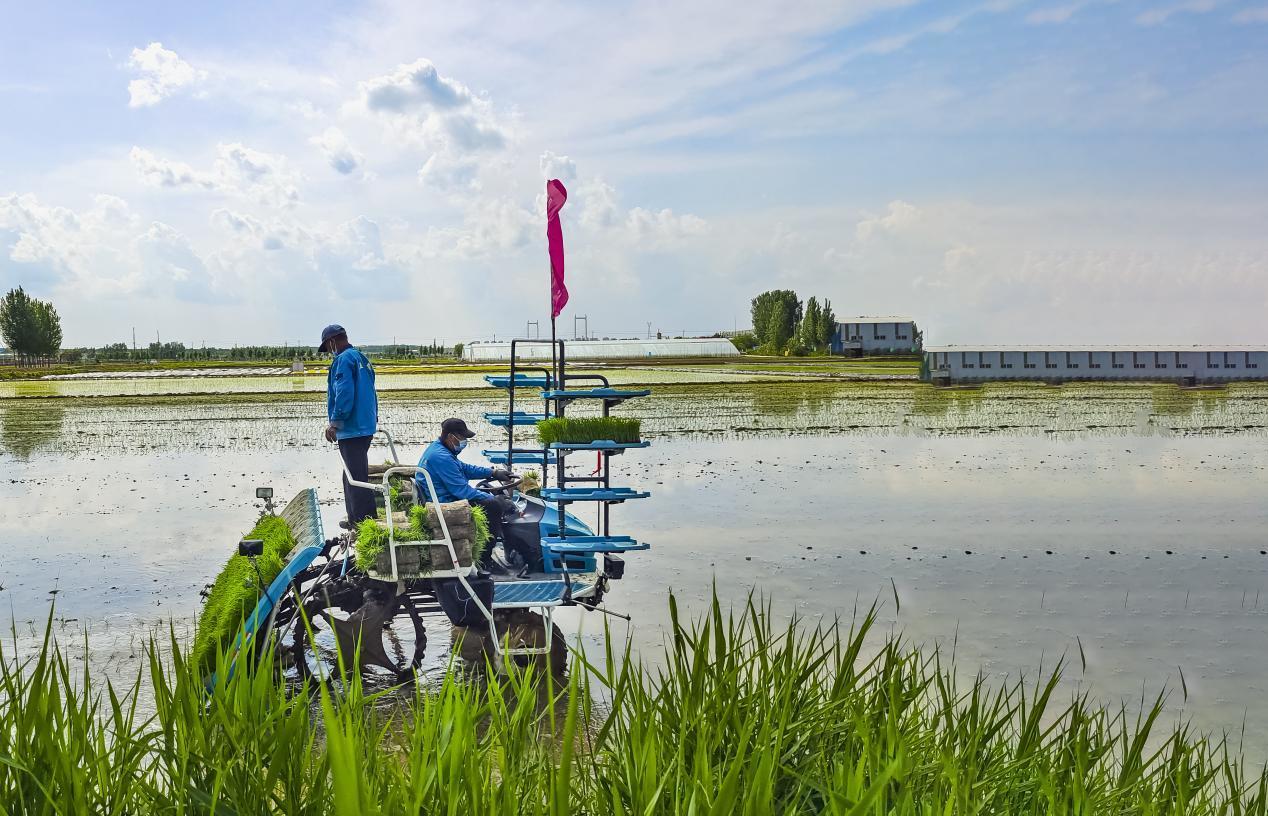 芒种时节，泉水人家的人儿已经“忙着种”啦！