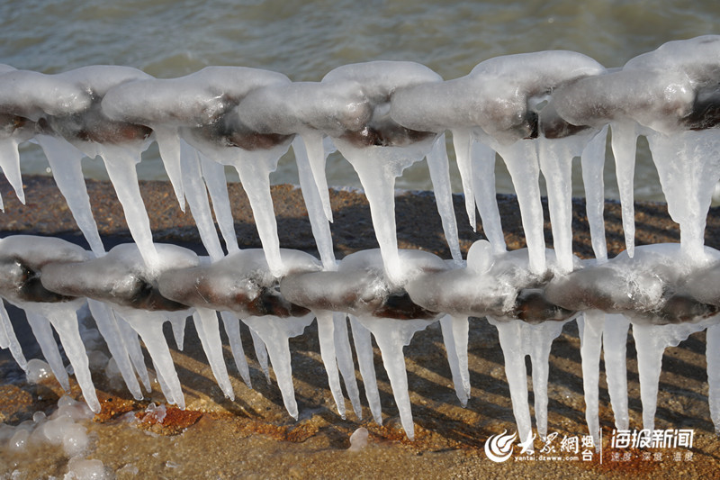 这就是山东丨冰凌、海鸥……大雪过后烟台的海边又美出了新高度
